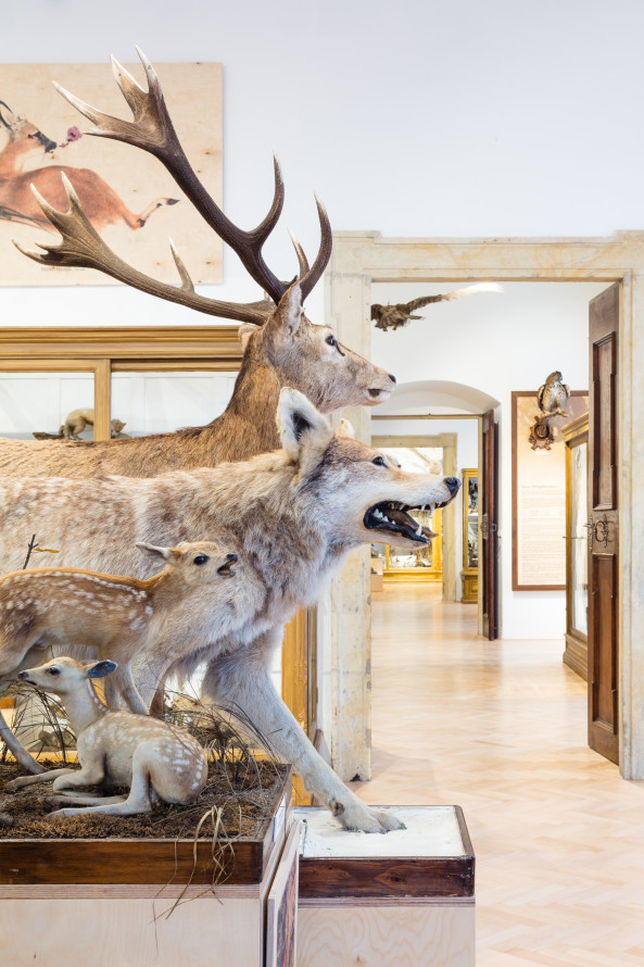 Exposition of hunting on Úsov castle